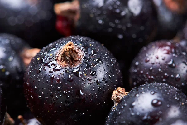 Black currant with water drops.top view.Fresh berries.Macro photographyCloseup.Macro photography.Selective focus — Stock Photo, Image