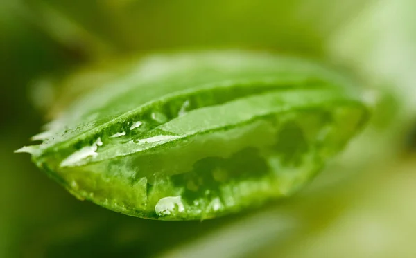 Aloe juice drop close up.Macro photography.Closeup.Green colour — Stok Foto
