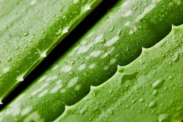 Aloe vera.Close up of diagonal shaped Aloe vera leaves with water drops. Latar belakang segar Texture.Green — Stok Foto