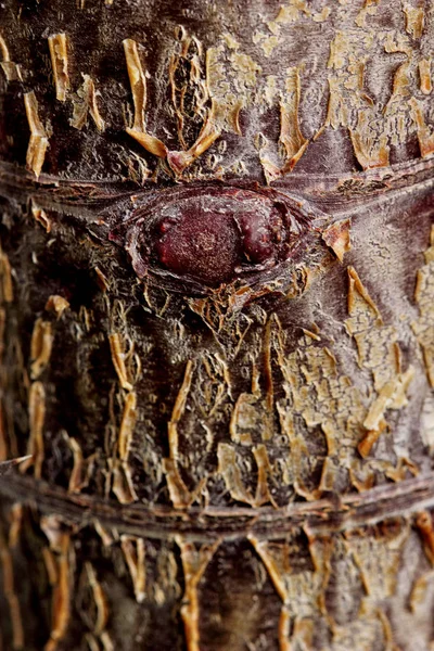 Der Stamm der Sukkulentenpflanze crassula ovata (Jadepflanze, Geldpflanze) aus nächster Nähe. — Stockfoto