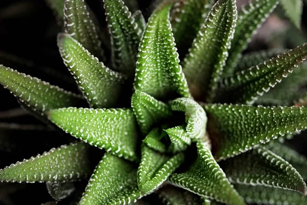 Zèbre haworthia close up.Green fond de plante.Home plantes — Photo