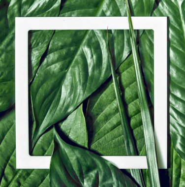 Yaratıcı tropikal yeşil düzen ile beyaz çerçeve bırakır. Doğa kavramı. Düz yatıyordu.