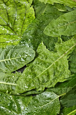 Yaratıcı düzeni farklı ıslak yapılmış bırakır. Düz yatıyordu. Doğa kavramı. Karahindiba yaprakları
