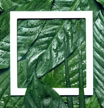 Yaratıcı ıslak tropikal yeşil düzen ile beyaz çerçeve bırakır. Doğa kavramı. Düz yatıyordu.