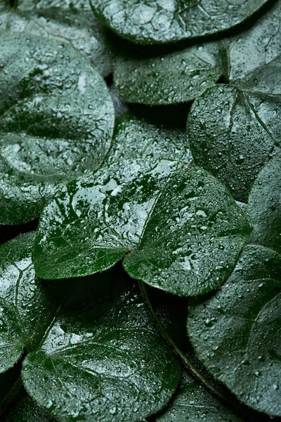 Tata letak kreatif terbuat dari daun hijau basah. Berbaringlah. Air drops.Nature background.Coltsfoot — Stok Foto