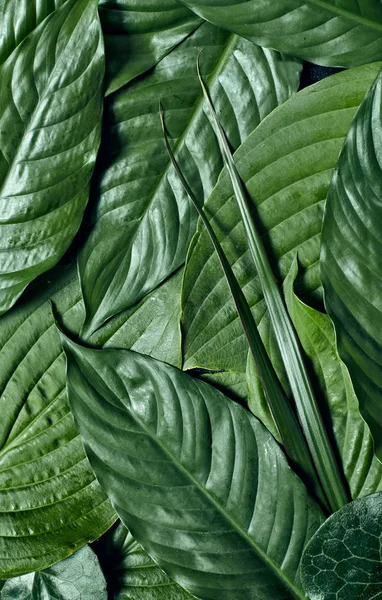 Układ Creative tropikalny zielonych liści. Koncepcja natury. Leżał z płaskim. — Zdjęcie stockowe