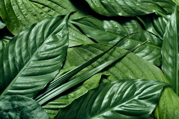 Творче компонування тропічного зеленого листя. Концепція природи. Плоский прошарок . — стокове фото