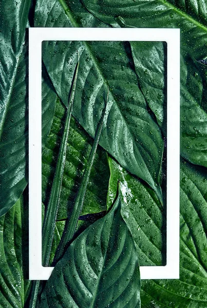 Творче розташування вологого тропічного зеленого листя з білою рамкою. Концепція природи. Плоский прошарок . — стокове фото