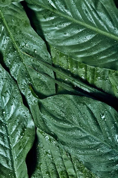 Творче розташування вологого тропічного зеленого листя. Концепція природи. Плоский шар. Водяні краплі — стокове фото