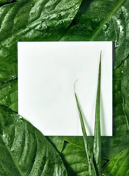 Tata letak kreatif terbuat dari daun tropi basah dengan catatan kartu kertas. Berbaringlah. Konsep alam — Stok Foto