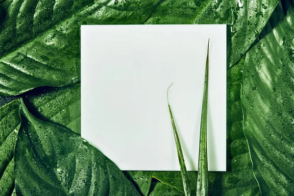 Креативный макет из мокрых тропических листьев с бумажной карточной купюрой. Плоский лежал. Концепция природы — стоковое фото