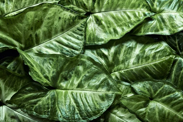 Творче розкладання зеленого листя. Концепція природи. Плоска lay.texture — стокове фото