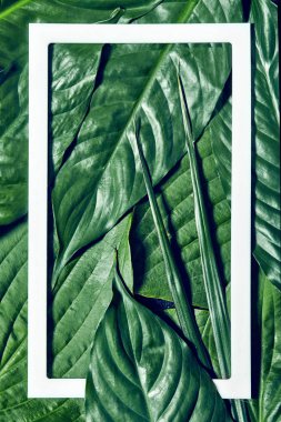 Yaratıcı tropikal yeşil yaprakları arka plan beyaz bir çerçeve ile. Doğa kavramı. Düz yatıyordu.