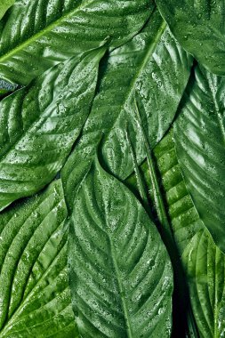 Yaratıcı ıslak tropikal yeşil yaprakları arka plan. Doğa kavramı. Düz yatıyordu. Su damlaları