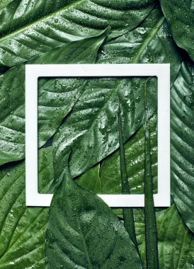 Yaratıcı ıslak tropikal yeşil yaprakları arka plan beyaz bir çerçeve ile. Doğa kavramı. Düz yatıyordu.