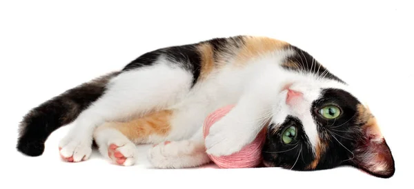 Söt kattunge spela rosa skothornet av tråd, isolerad på vit bakgrund. Lilla katten — Stockfoto