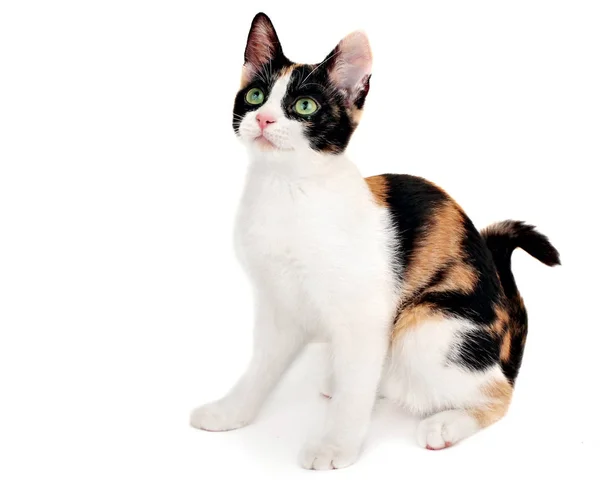 Niedliche tricolor Kätzchen, isoliert auf weißem Hintergrund. Kleine Katze — Stockfoto
