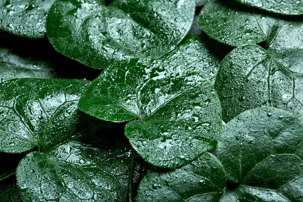 Kreatif backgroundmade daun hijau basah. Berbaringlah. Air drops.Nature background.Coltsfoot — Stok Foto