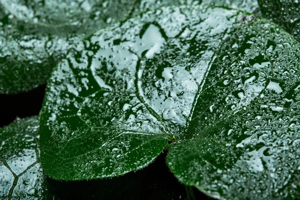 Творчий фон з мокрого зеленого листя. Пласка лежала. Водяні краплі. Тло природи. Кольтфут — стокове фото