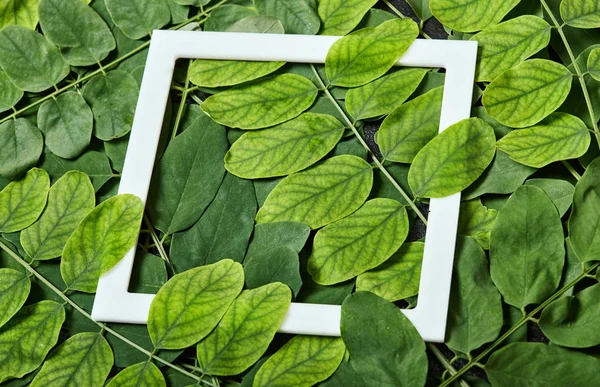 Bakcground kreatif yang terbuat dari daun dengan pinggiran putih note.Flat berbaring. Konsep alam. Acacia — Stok Foto