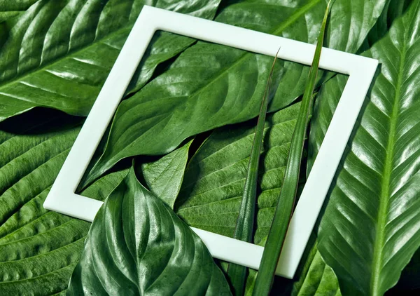 Kreatif daun tropis hijau latar belakang dengan bingkai putih. Konsep alam. Letak rata . — Stok Foto
