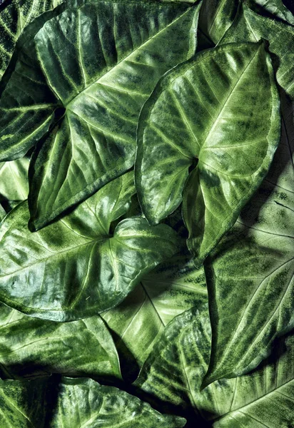 Креативне зелене листя фону. Концепція природи. Плоска lay.texture — стокове фото