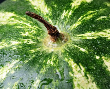 Karpuz deri Watermelon.Close kadar. Su damlaları ile Texture.Watermelon