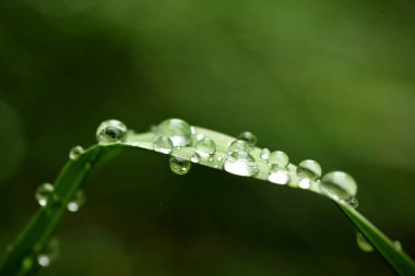 Üzerindeki yeşil yaprak çimen çiy damlaları. yerde yatan. Makro vurdu. Seçici odak