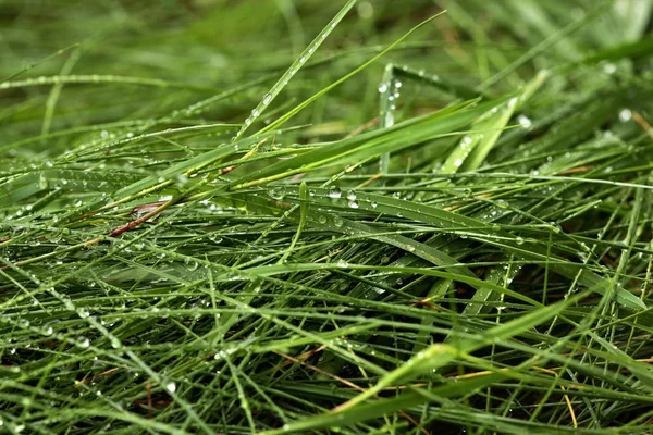 Drops of dew on a green grass.Background of fresh grass after rain.
