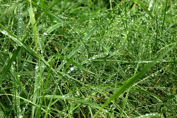 緑の草の上の露の滴。雨の後に新鮮な草の背景. — ストック写真