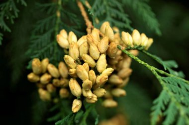 Mazı (bitki) occidentalis Cupressaceae.Blossom.Closeup selvi ailesindeki herdem yeşil bir iğne yapraklı ağaç olduğunu