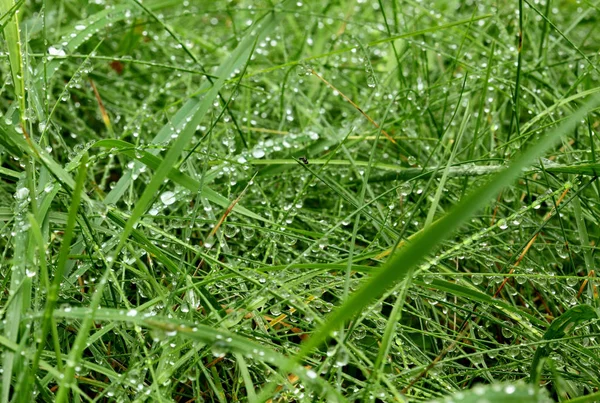 Druppels dauw op een groen gras. Achtergrond van vers gras na regen. — Stockfoto