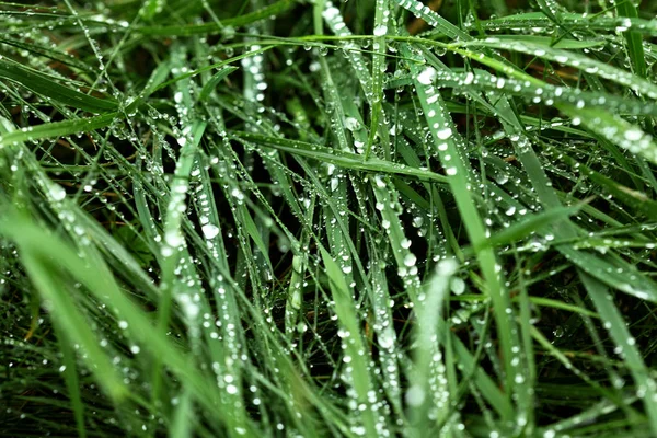 Üzerindeki yeşil yaprak çimen çiy damlaları. Makro vurdu. Seçici odak