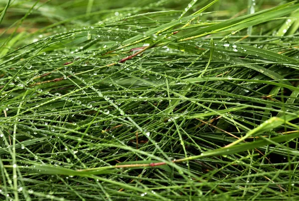 Gotas de orvalho em uma grama verde.Fundo de grama fresca após a chuva . — Fotografia de Stock
