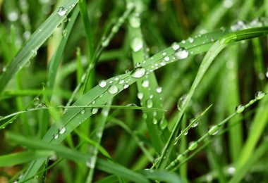 Üzerindeki yeşil yaprak çimen çiy damlaları. Makro vurdu. Seçici odak