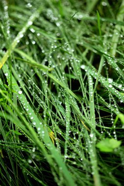 Yeşil çimenlerin üzerinde Çiy damlaları. Arka plan Yağmur sonra taze çimen.