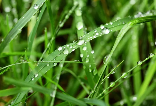 Üzerindeki yeşil yaprak çimen çiy damlaları. Makro vurdu. Seçici odak