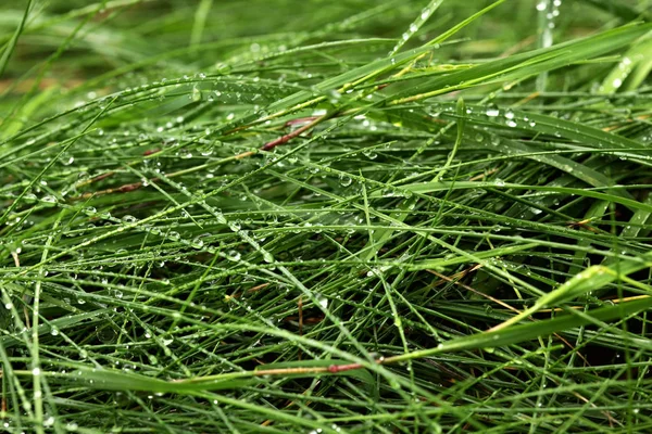 Gotas de orvalho em uma grama verde.Fundo de grama fresca após a chuva . — Fotografia de Stock