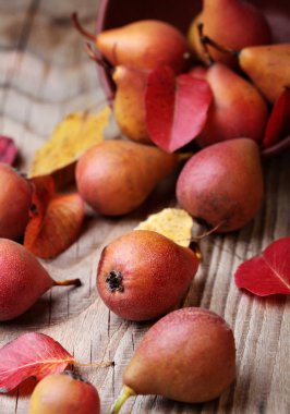 Armut. Armut hasat. Ahşap masa üzerinde taze organik armut. Armut sonbaharda hasat. Sonbahar doğa kavramı. Seçici odak