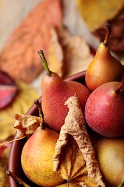 Armut. Armut hasat. Closeup.Fresh organik armut kil plaka ile sonbahar yaprakları üzerinde ahşap masa. Armut sonbaharda hasat. Sonbahar doğa kavramı. Seçici odak. Üstten Görünüm
