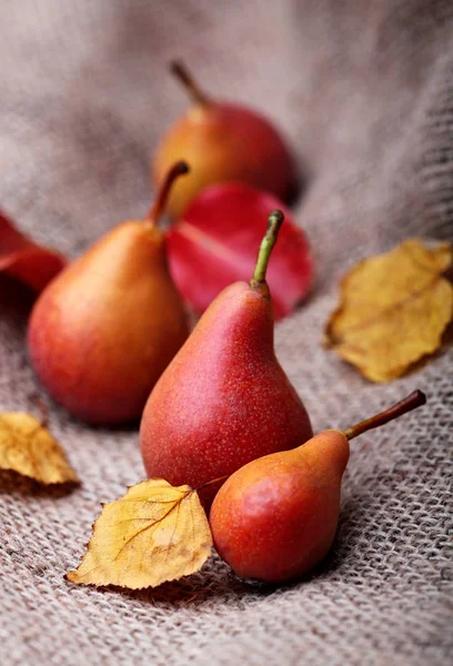 Peras. Cosecha de peras. Peras orgánicas frescas en sacos viejos. Cosecha de otoño de pera. Concepto de naturaleza de otoño . — Foto de Stock