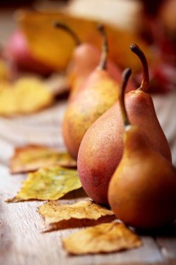 Pears.Closeup. armut sonbaharda hasat. Sonbahar doğa kavramı. Seçici odak