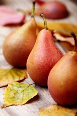 Pears.Closeup. armut sonbaharda hasat. Sonbahar doğa kavramı. Seçici odak