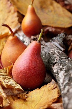 Armut. Armut hasat. Ahşap kuru dal üzerinde taze organik armut. Armut sonbaharda hasat. Sonbahar doğa kavramı. Seçici odak. Üstten Görünüm