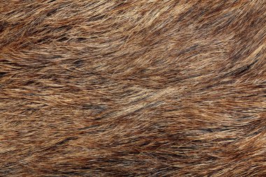 Yaban domuzu kürk doku, vahşi hayvan, yakın çekim