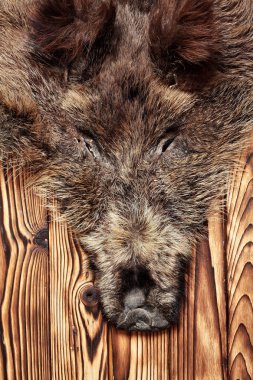 Ahşap zemin üzerinde kafa, avcılık kupa ile yaban domuzu kürk. Uzay kopyalayın. Yakın çekim. Kavram avcılar kupa