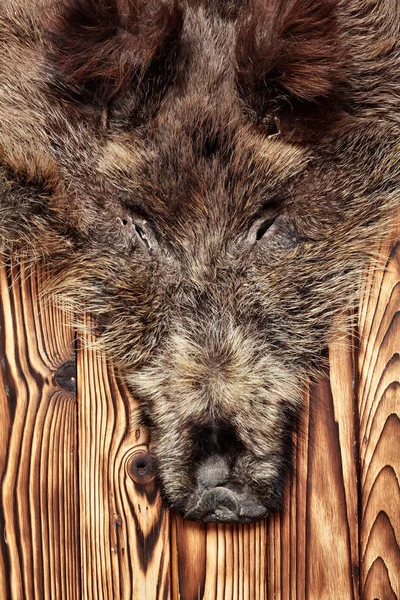 Wild boar fur with head, hunting trophy, on wooden floor.Copy space. Close up.Concept hunters trophies — Stock Photo, Image