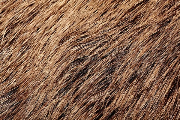 Wild boar fur texture, wildlife animal, close up — Stock Photo, Image