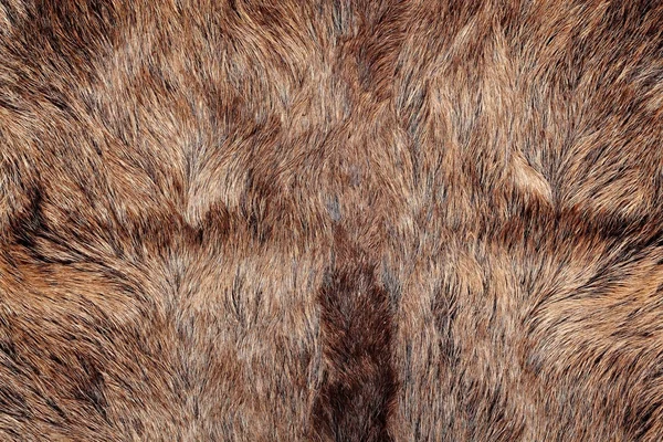 Divočák kožešinové textury, divoké zvíře, zblízka — Stock fotografie