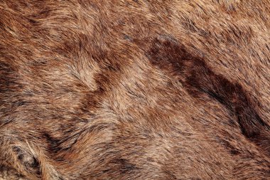 Yaban domuzu kürk doku, vahşi hayvan, yakın çekim